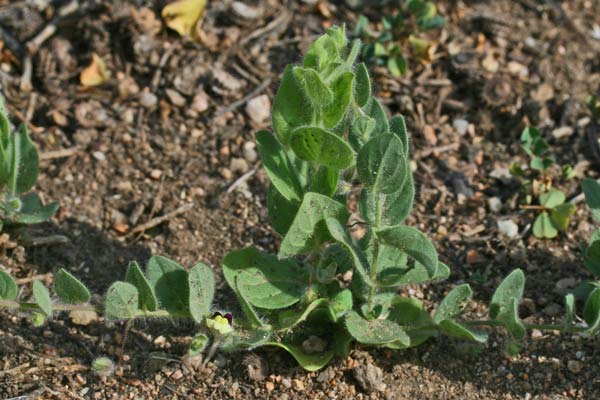 Kickxia spuria flora di Sardegna
